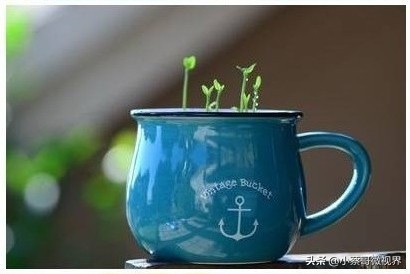 吃完的水果不要扔试试在家就能种,吃完的水果种子