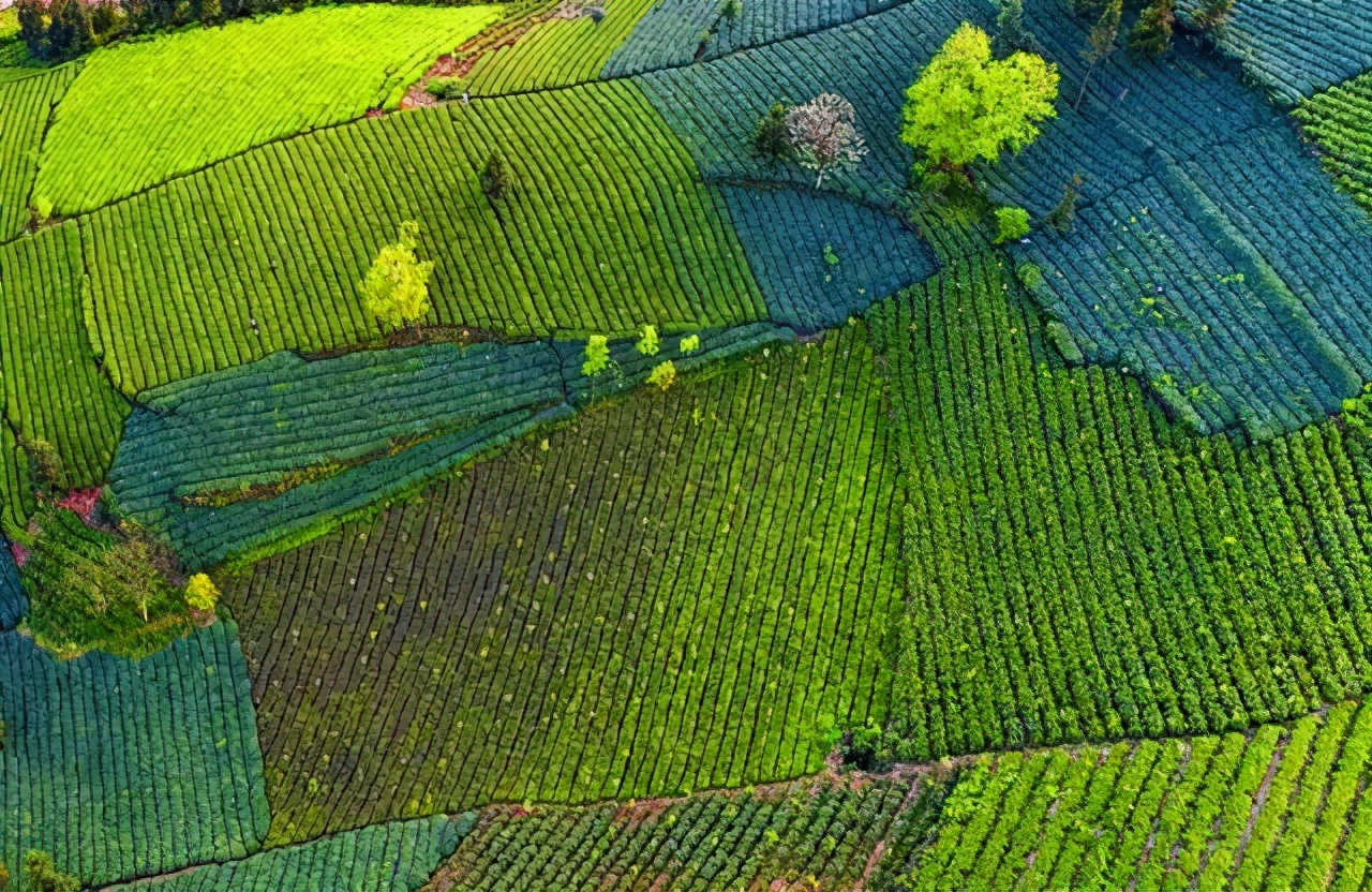世界唯一的茶籽化石在贵州普安,茶籽化石被保存在哪个博物馆