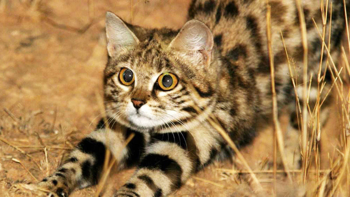 非洲最小的猫，猫科捕猎效率最高的“杀戮机器”，被全世界禁养