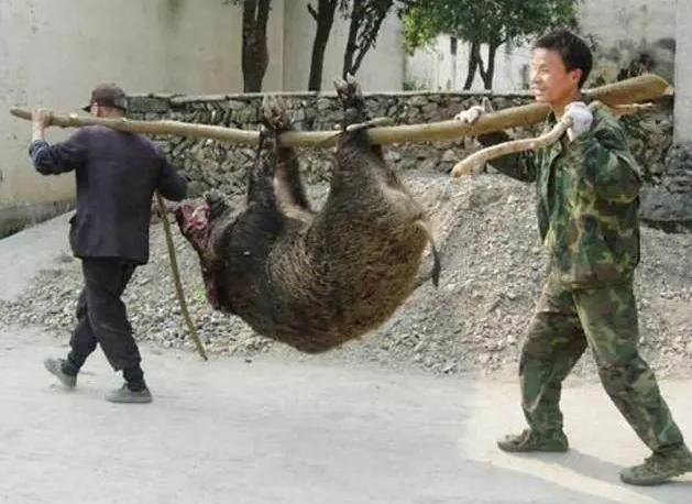 1个木箱3个人，“轻松”捕获野猪肉200多斤，为何野猪还如此猖狂