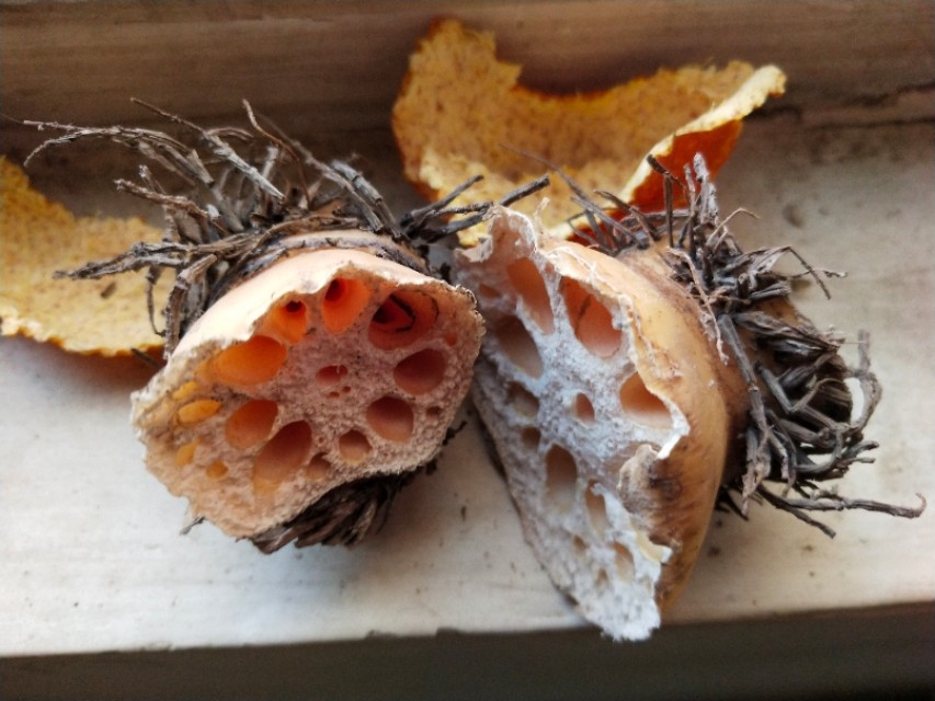 扁豆板栗粥做法大全,食养杂粮粥