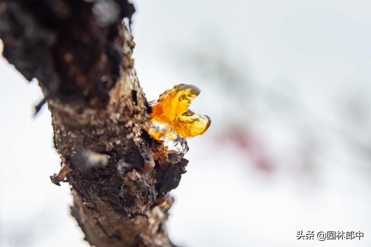 苗木受冻后注意事项,苗圃地苗木冻害防治措施