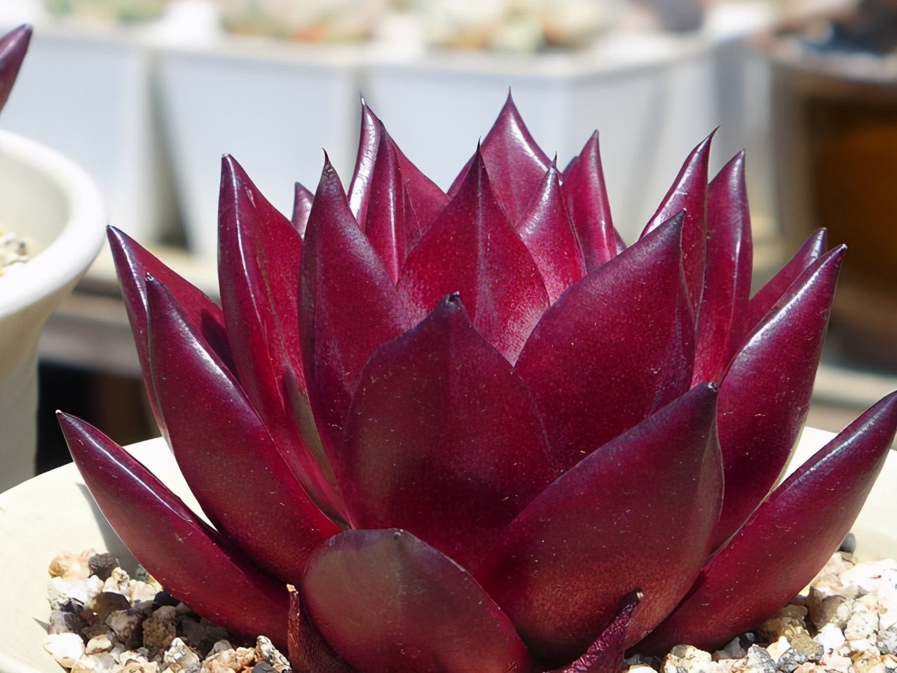 阳台养花盆底漏水怎么办,缺口盆种多肉如何防止漏土