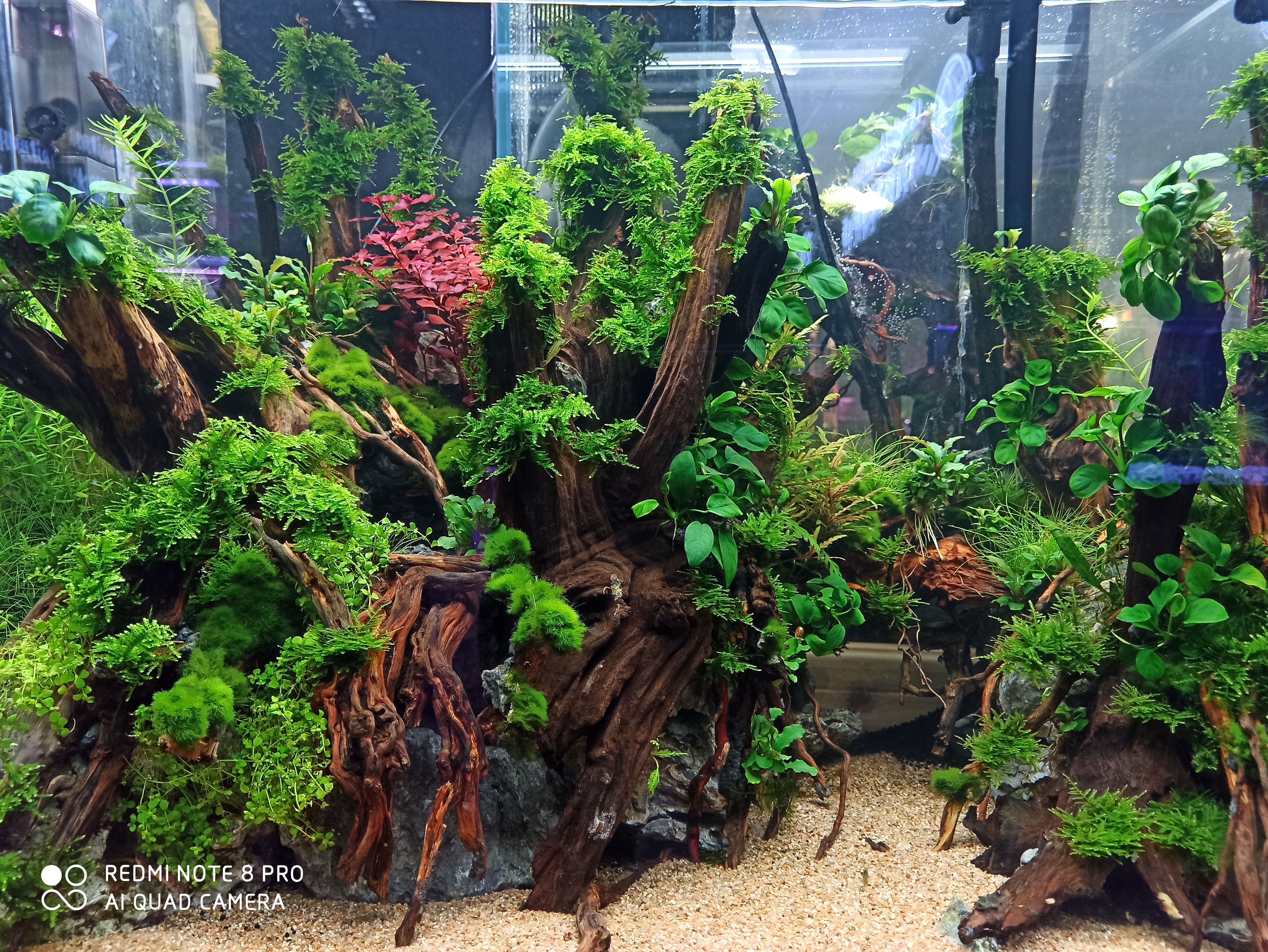 水草缸如何养虾和鱼,水草缸养好水草