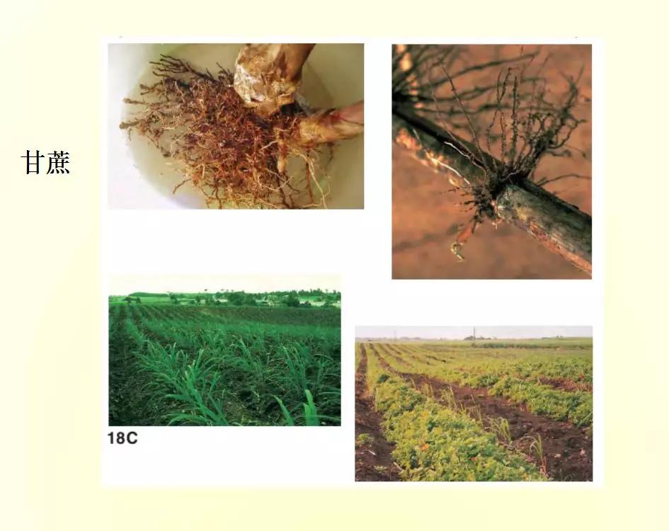 根结线虫病害及治疗方法,根结线虫危害全过程
