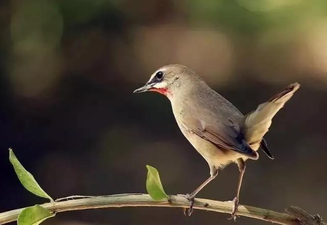 怎么盘画眉鸟最好,靛颏鸟盘玩