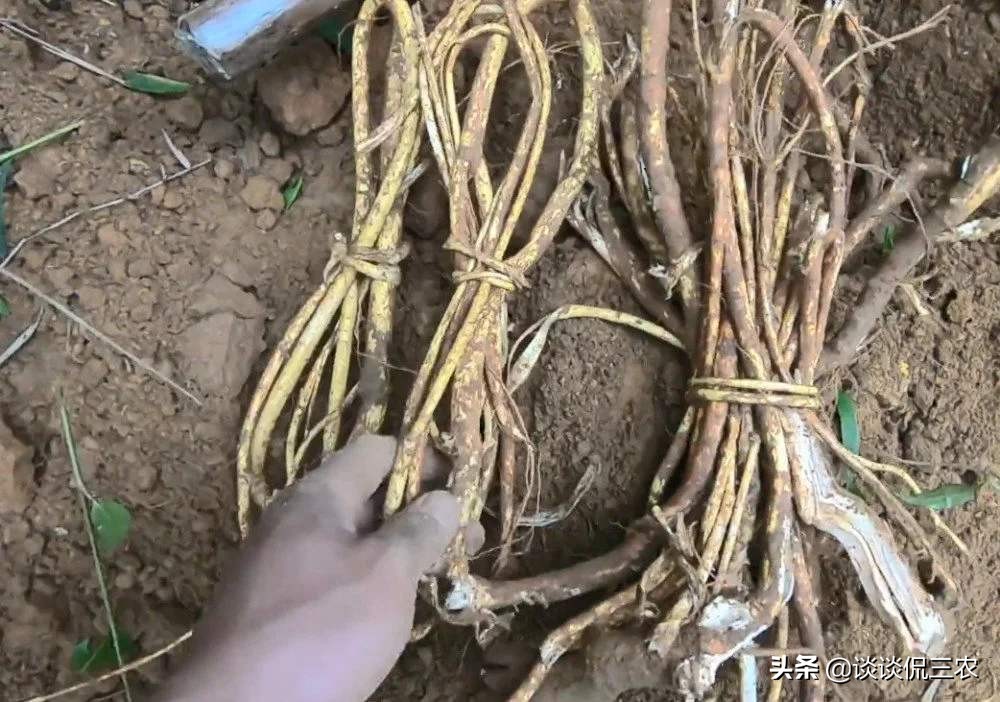 五爪龙煲汤可搭配哪些祛风湿,五爪龙汤方子图片