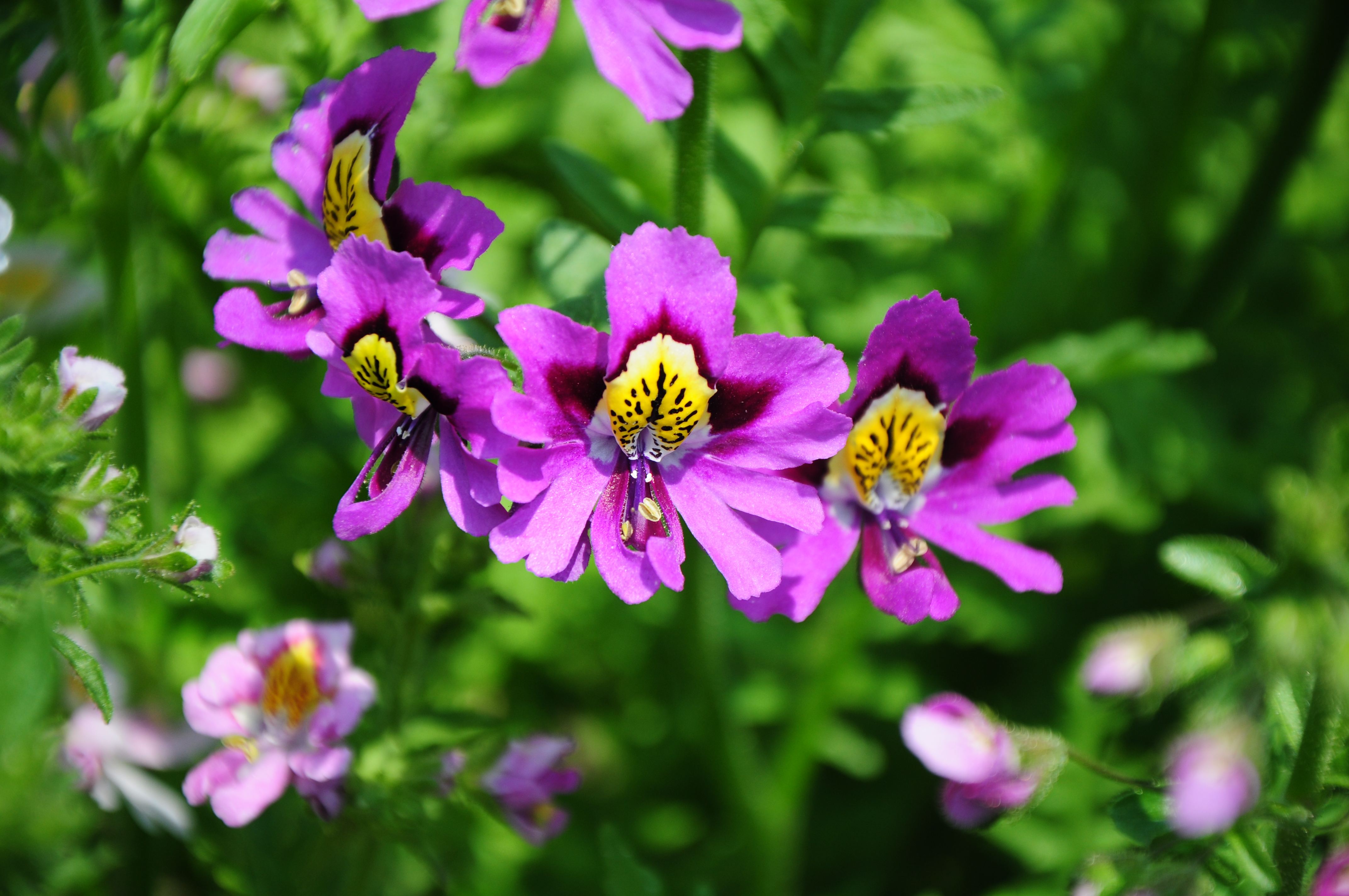 100种常见花卉图谱，收藏起来慢慢看，从此识花不求人