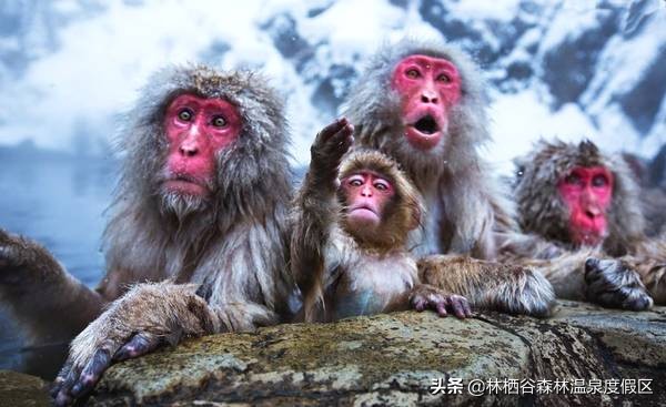 日本富士山猴子泡温泉,日本雪猴公园