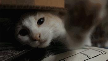 猫咪被蜜蜂蜇了症状怎么办,猫被蜜蜂蜇了怎么办