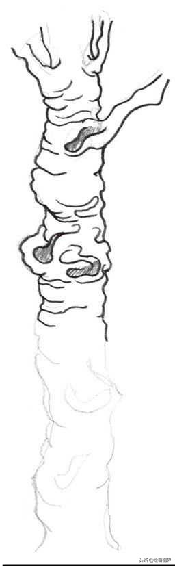 钢笔画入门教程花鸟,钢笔画入门基础教程人物