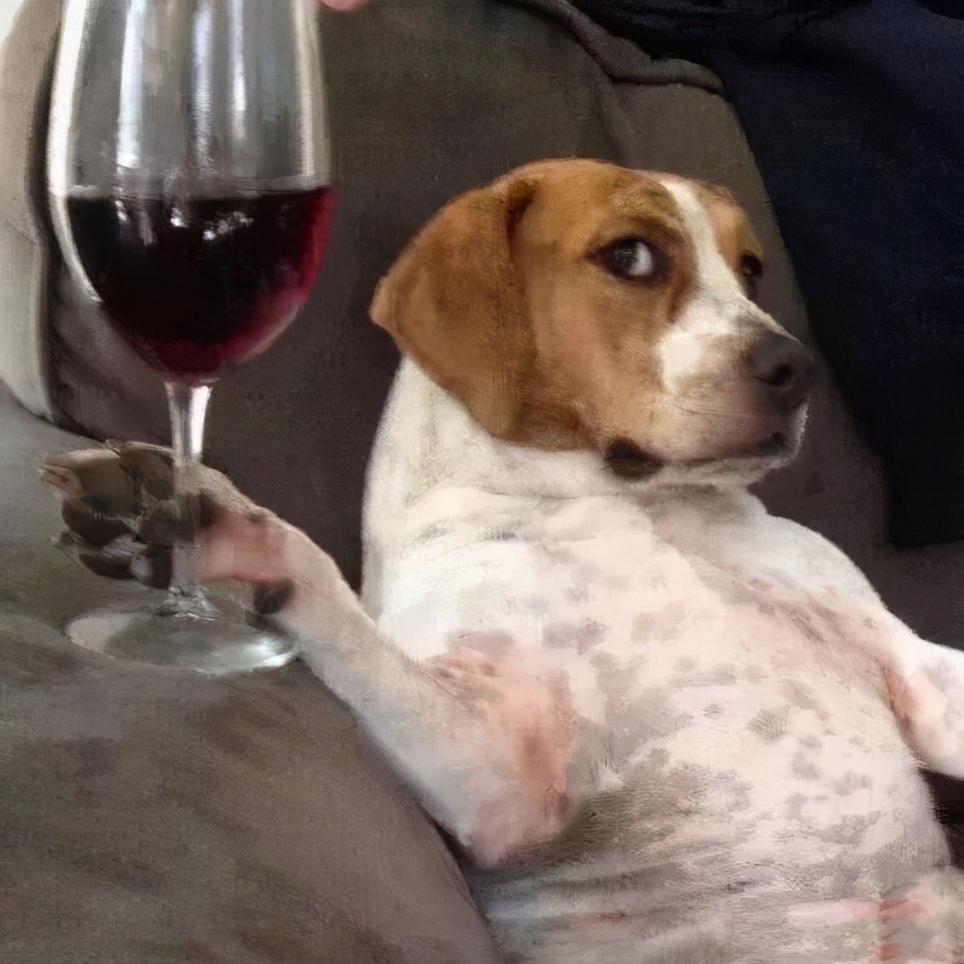 千万不要给狗狗喝这几种水,狗狗水喝了太多会有危害吗