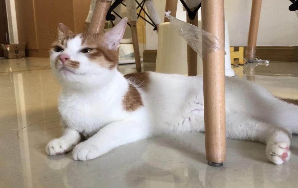 猫尿结石怎么治,猫尿不出尿有结石怎么治疗