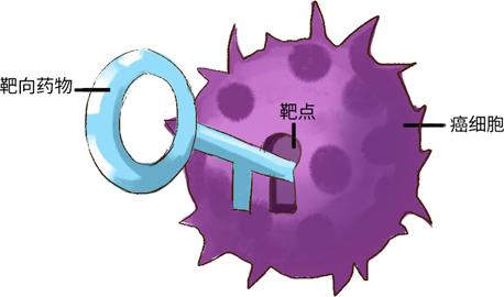 靶向用药需几项检查,靶向期间饮食注意事项