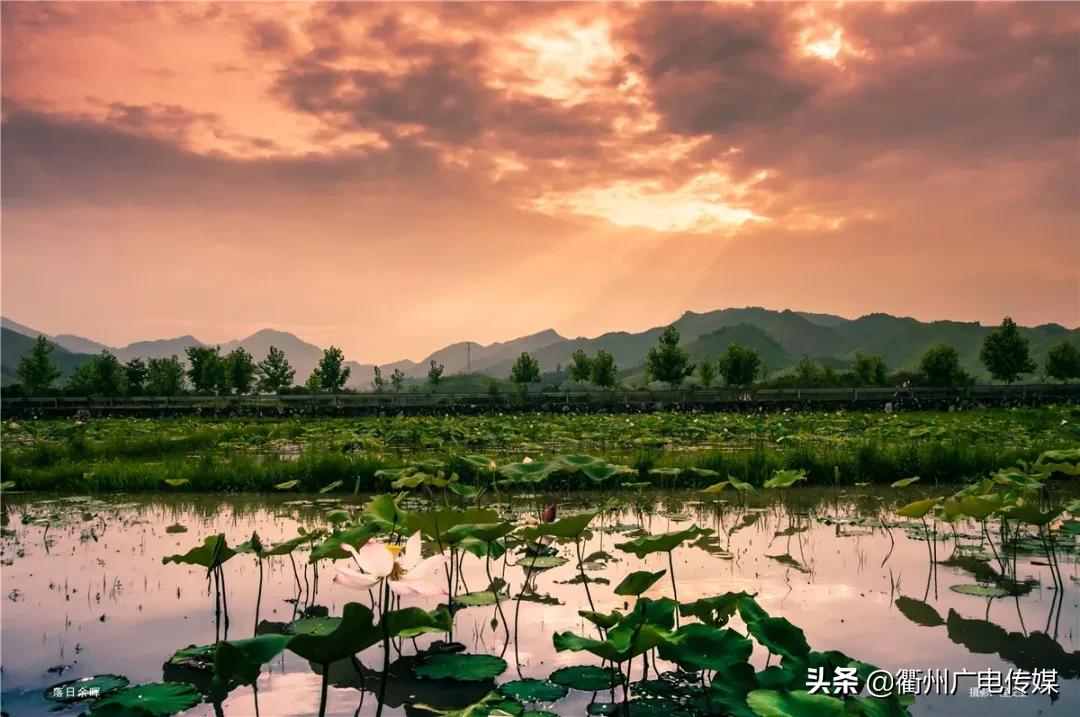 赏荷地图最新版,衢州赏荷