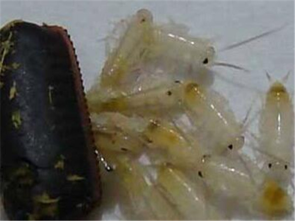 怎么灭蟑螂最有效方法,怎样快速杀灭蟑螂的妙招