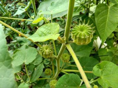 适合山东地区种植的珍稀树种,十种常见观赏草有哪些