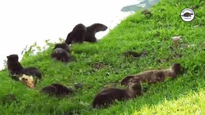 两水獭家族打群架,两个水獭家族之间的战争完整版