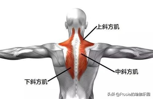 久坐背厚,久坐导致屁股大腿胖怎么办