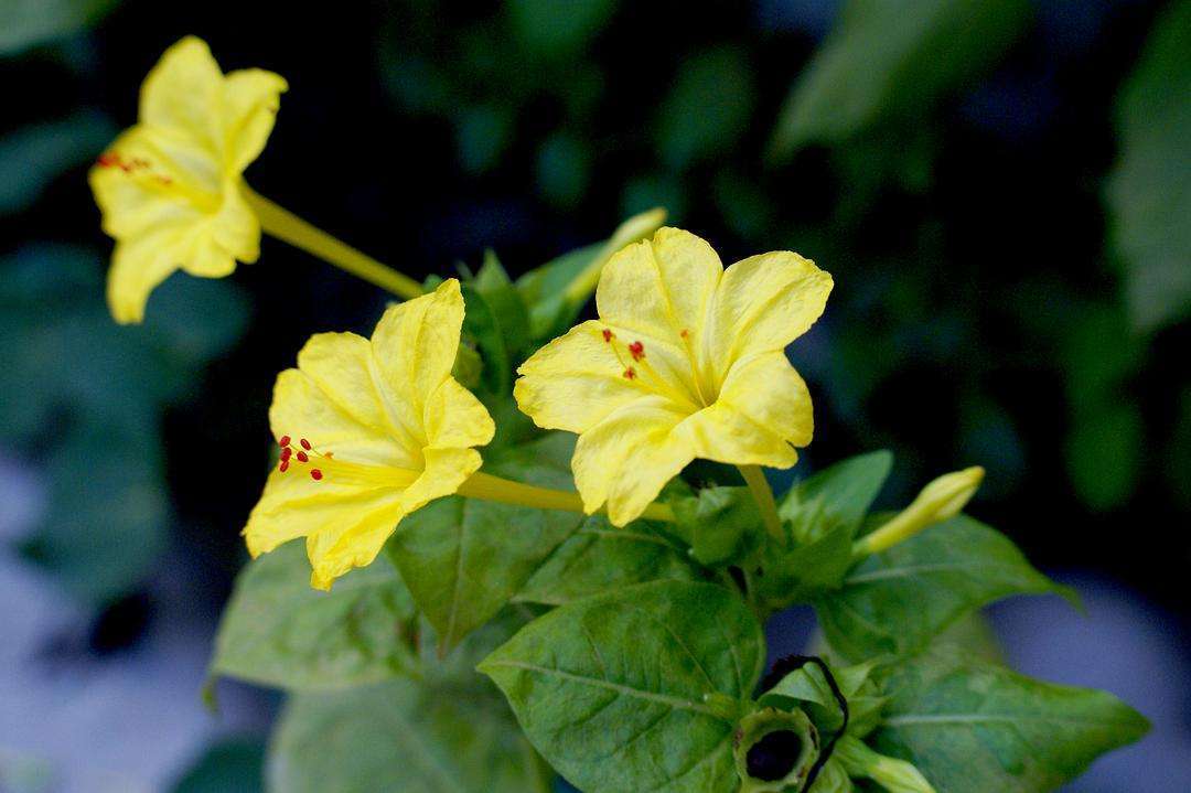 冬天茉莉能移盆吗,适合冬天养的花四季茉莉