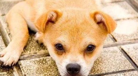 泰迪狗狗晚上不睡觉一直叫怎么办,狗狗晚上不睡觉满屋遛是什么原因