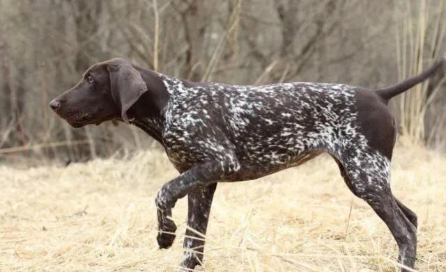 各国猛犬品种排名,各国品种猛犬
