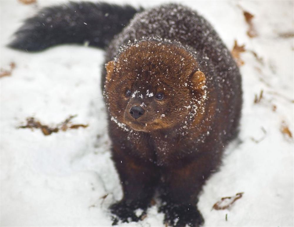 猞猁vs渔貂vs短尾猫,渔貂捕猞猁图片