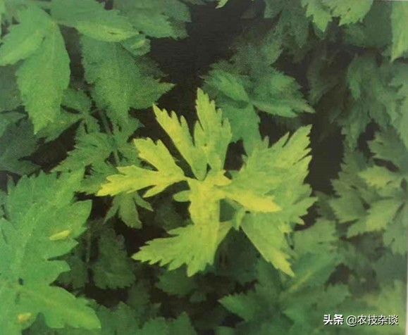 芹菜枯萎病怎么治疗,芹菜枯萎病