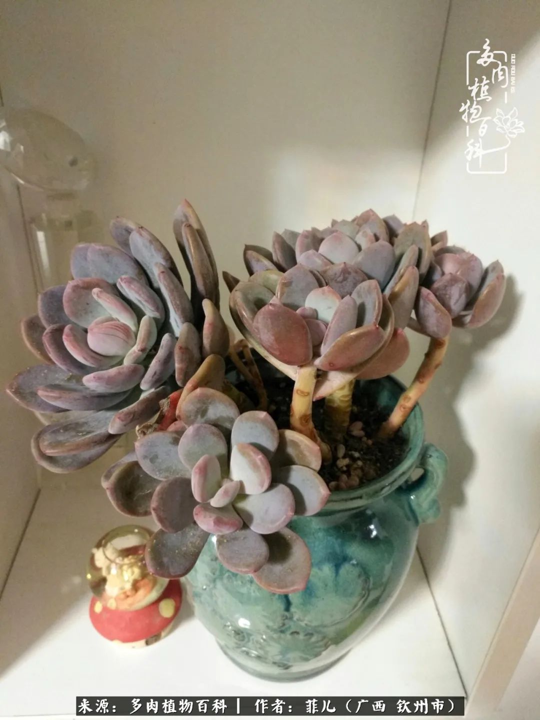 多肉相伴的感悟,与多肉为伴的时光真的很美好