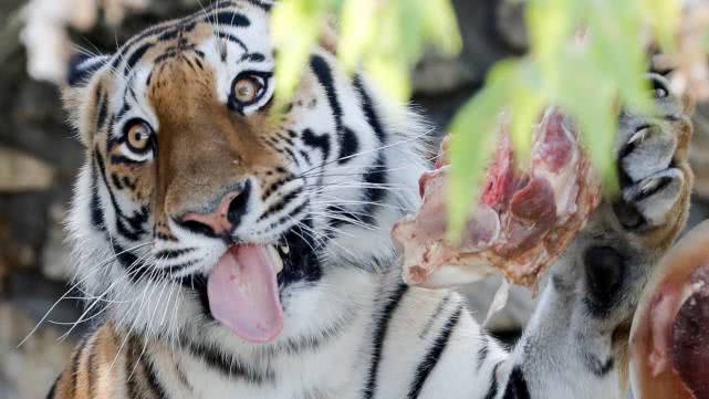 肉香和肉味区别,人造肉口感与真肉