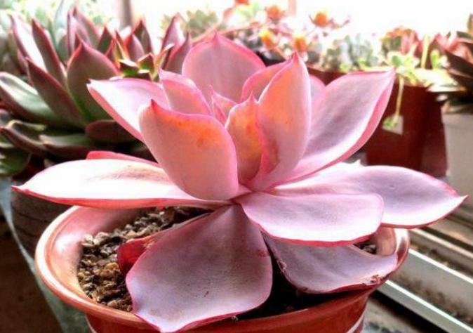 多肉变瘦怎么回事,多肉换了颗粒土怎么都变瘦了