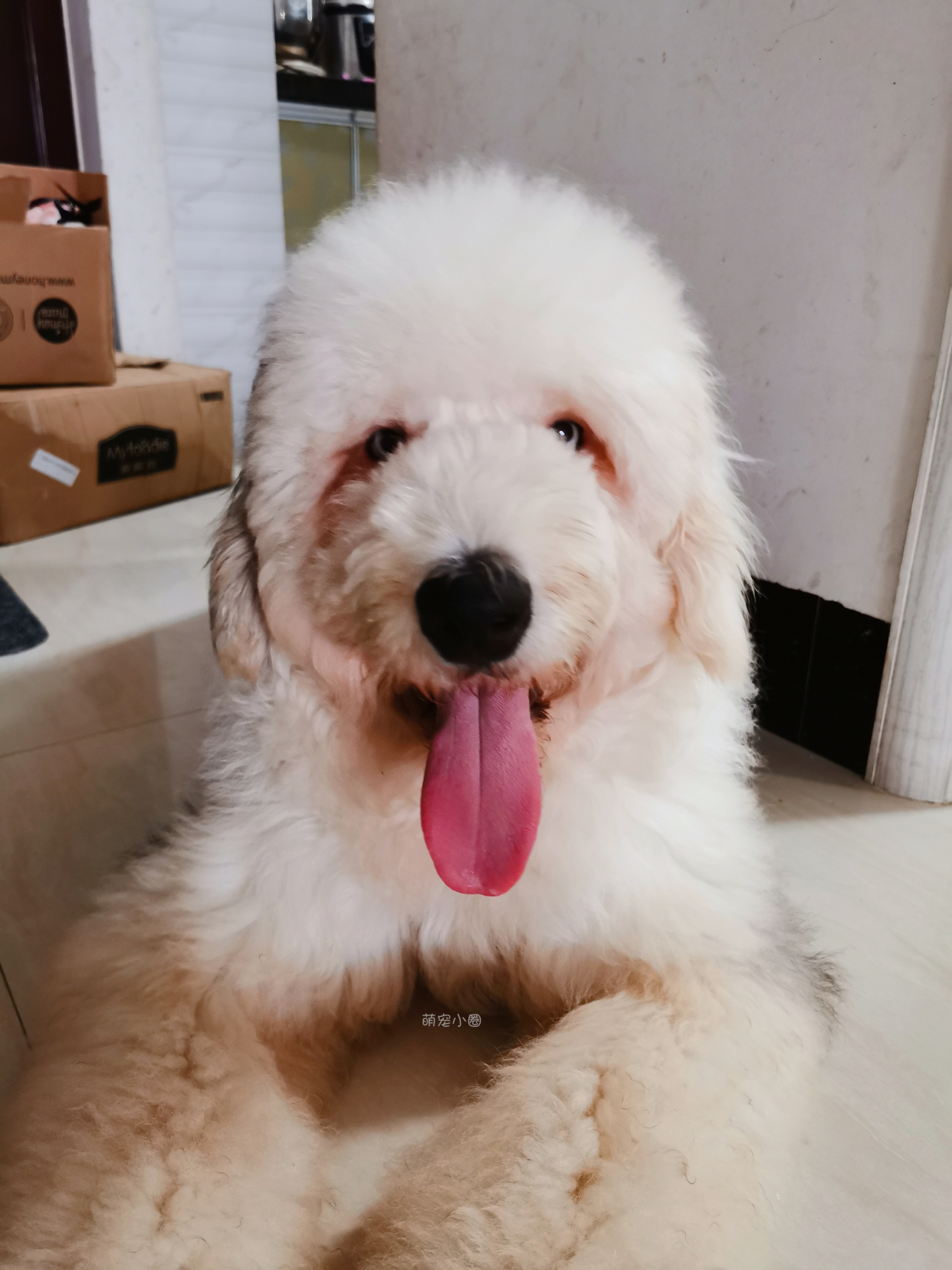 一只狗狗在家里面会无聊吗,狗狗自己在家会不会很无聊