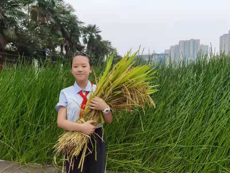 西安市新优质小学成长计划,西安碑林区新优质小学