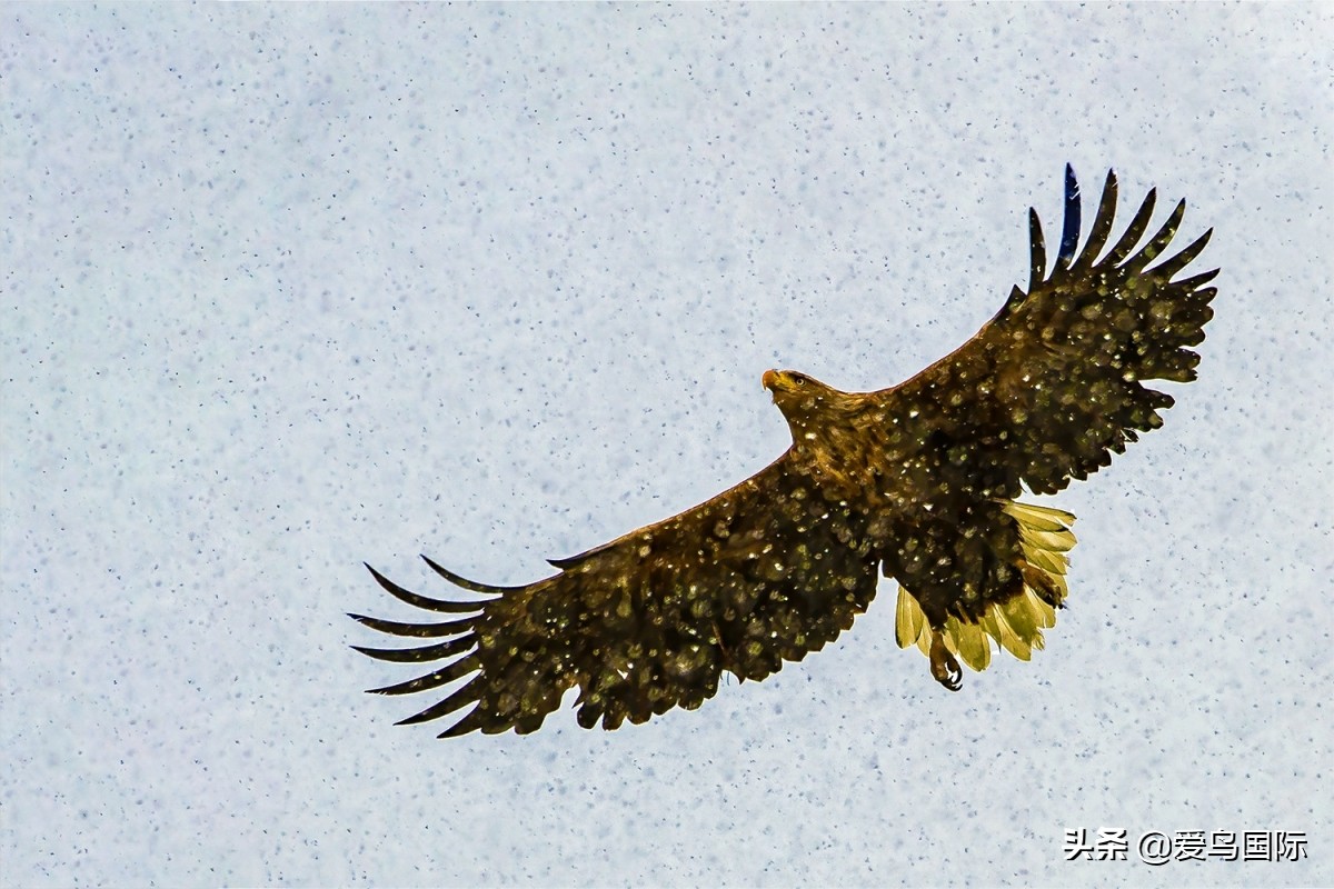 观鸟大年作品集,观鸟大年完整版