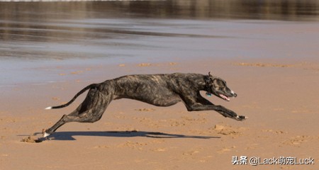适合新手养的猫犬,猫常见的几类品种