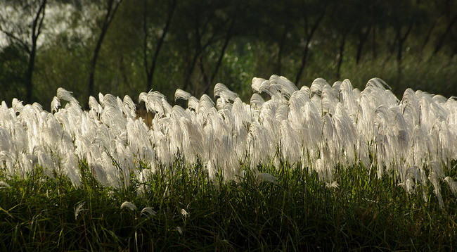 如火如荼中的荼是什么意思,成语如火如荼出自哪部经典