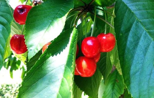 成都葛仙山樱桃采摘,成都樱桃采摘地点推荐