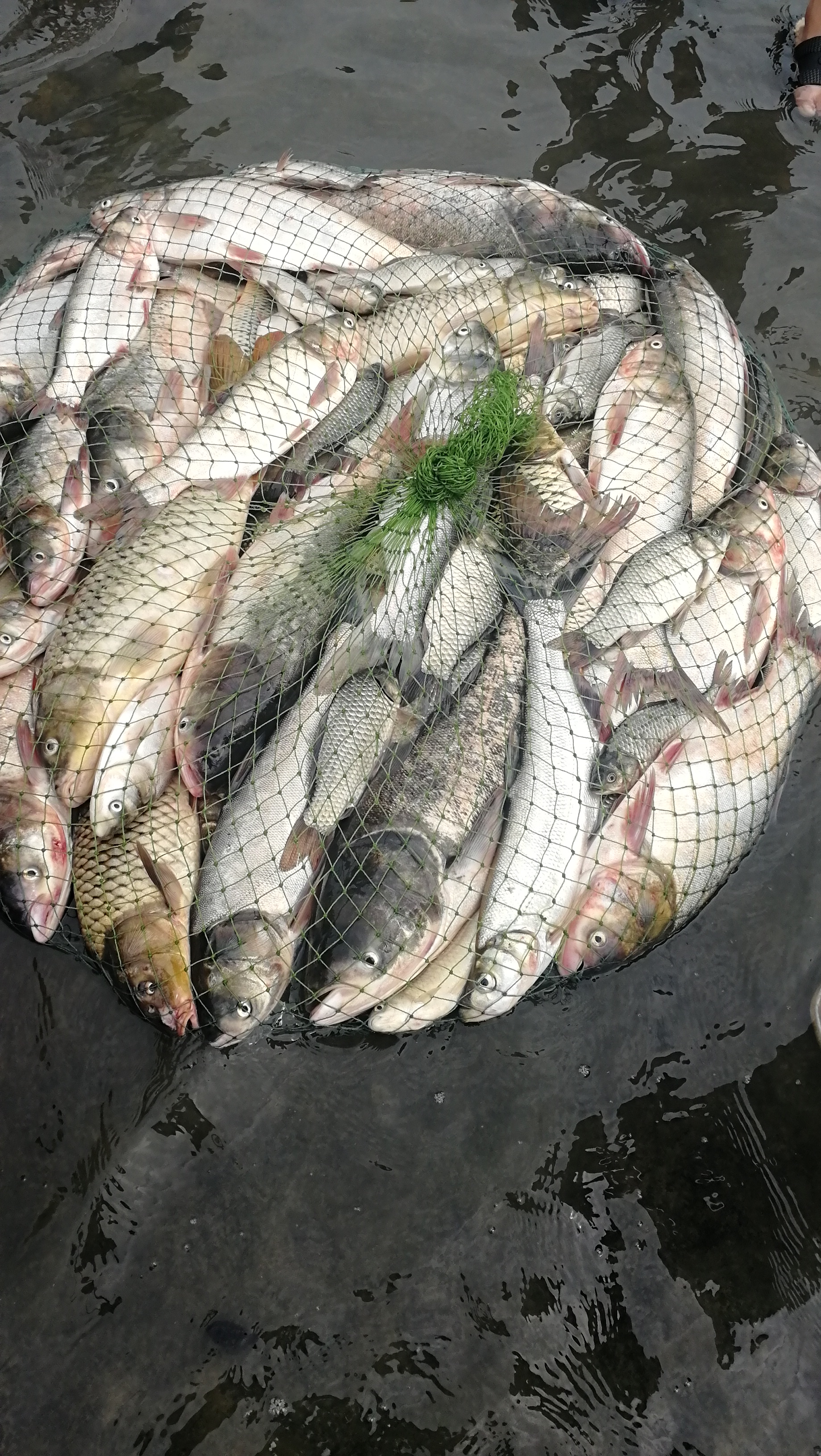 小鱼闹窝特厉害怎么办,小鱼闹窝技巧视频