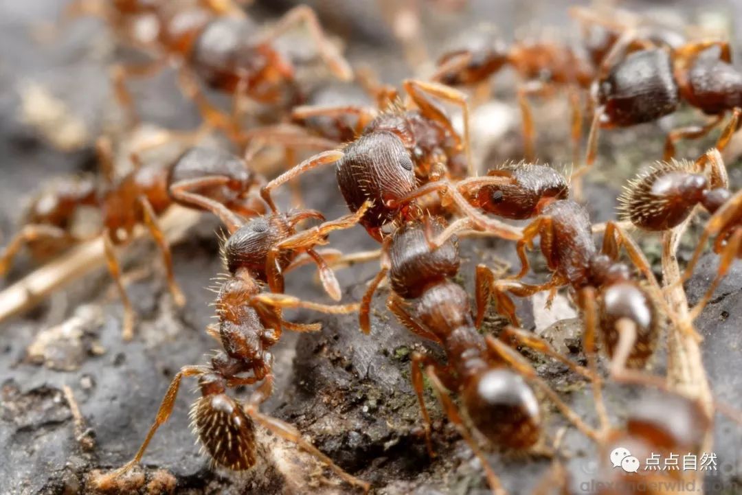 宠物蚂蚁基础知识,宠物蚂蚁怎么养新手教程