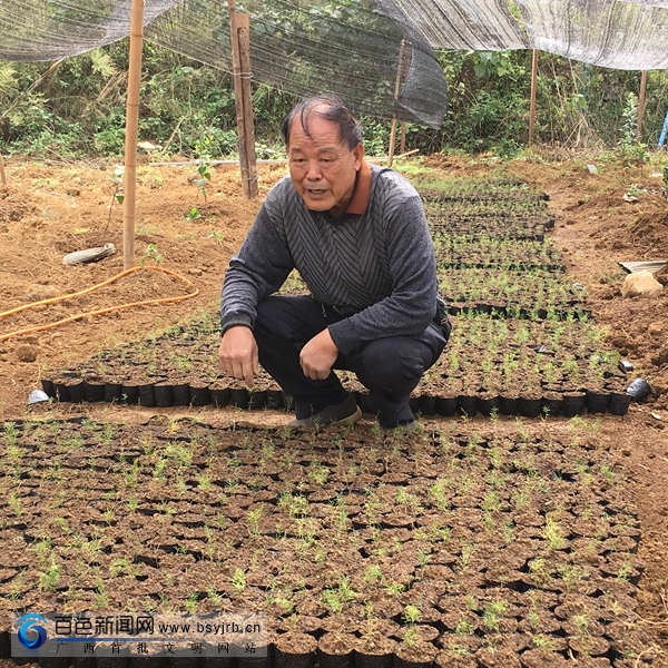 广西靖西:小小天冬价值高,试种成功喜丰收,农民致富在望