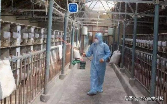 兔臭味怎么去除,兔臭怎么办