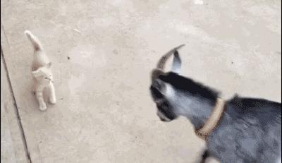 猫咪不是故意抓人如何纠正,猫咪不是有意咬伤的还用打疫苗吗