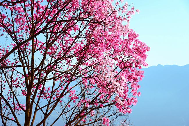 对玉兰花的赞美,我最喜欢的玉兰花