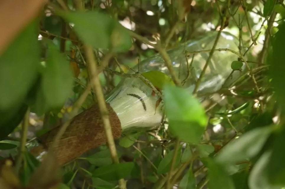 马尔代夫丽世岛旅游攻略,马尔代夫北丽世岛游记