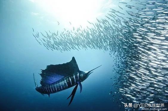 旗鱼在海洋中游动的速度可达290dm,旗鱼速度200公里