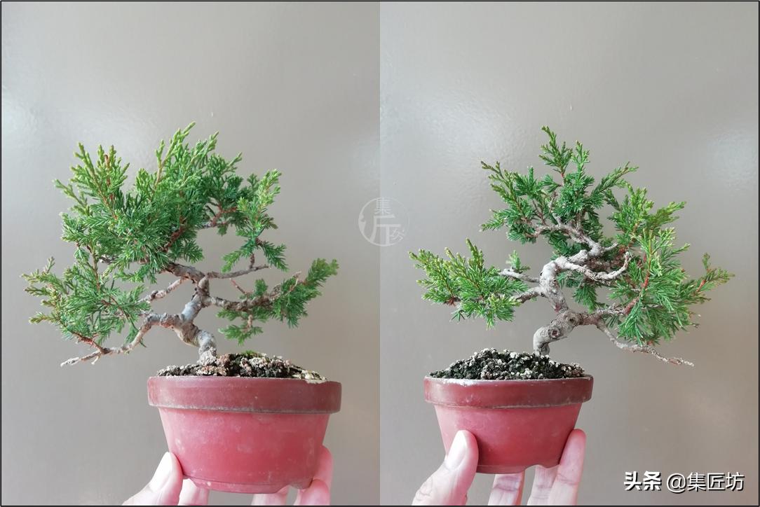 真柏出现针叶干枯失去光泽,济州真柏针叶发白不绿干瘪怎么办