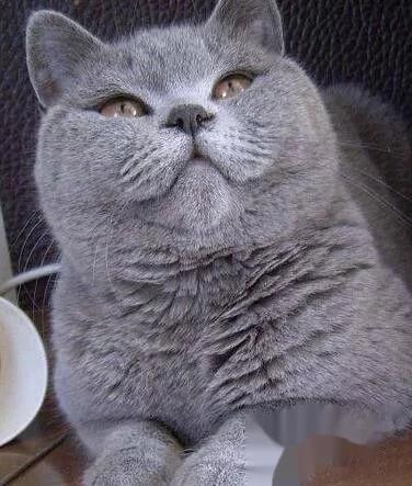 英国短毛猫小猫如何饲养,英国短毛猫饲养方法