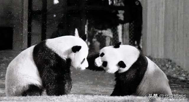 北京人的记忆北冰洋,陶然亭大雪山对北京孩子的意义