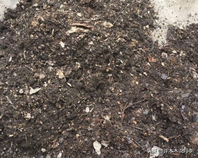 月季扦插发芽又枯萎是什么原因,月季扦插成活后移植的正确方法