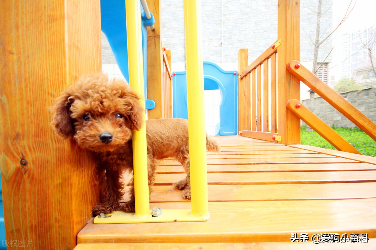 狗狗总有眼泪怎么办啊,狗狗总有泪痕怎么办